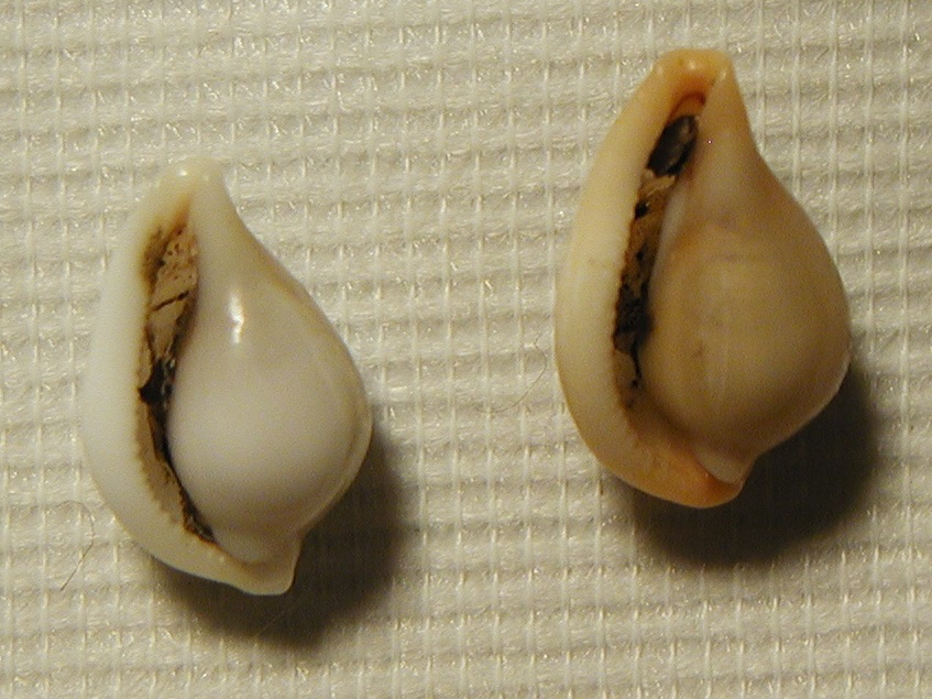 Ovulidae : Simnia purpurea e altri rappresentanti